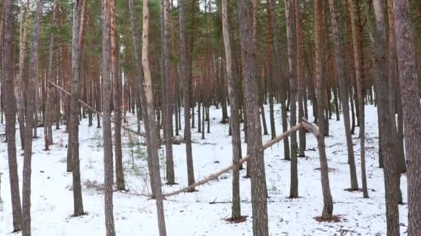 Guindaste Boom tiro de troncos de pinheiros na floresta de primavera — Vídeo de Stock