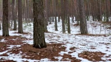 Öğleden sonra ilkbahar ormanlarında ağaç gövdeleri sallanıyor.