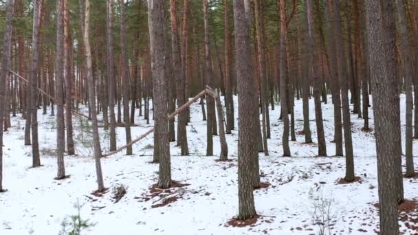 Доллі У розбитому дереві між сосновими деревами в весняному лісі вдень — стокове відео
