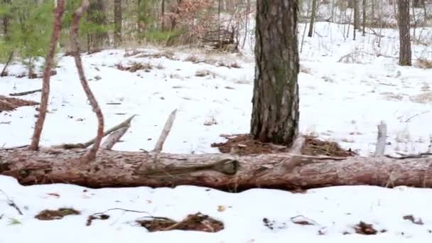 A fallen tree with big crooked bitches and brown bark lies in the spring forest on the snow — Stok Video
