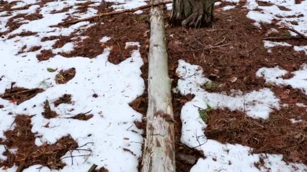 Падіння сухого дерева без кори лежить у весняному лісі - витягнути постріл — стокове відео