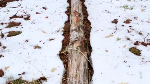 Árbol seco caído sin corteza yace en el bosque de primavera - Tire en tiro — Vídeos de Stock