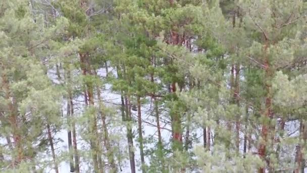 Guindaste Boom tiro de troncos de pinheiros na floresta de primavera movendo-se para baixo — Vídeo de Stock