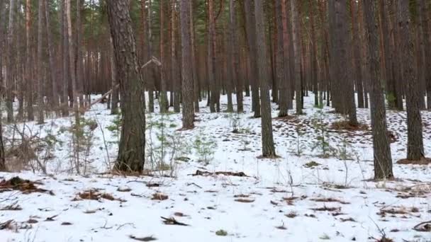 Dra framåt skott mellan stammar av tallar i vårskogen med snö — Stockvideo