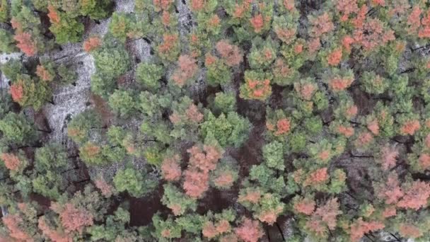 Ovanlig skog med underbara flerfärgade blad på en frostig dag - ovanifrån panorama — Stockvideo