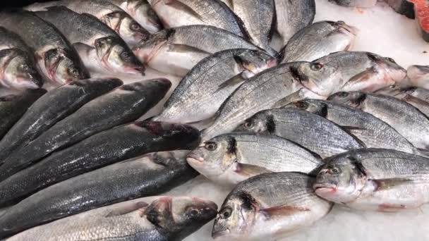 Viel Fisch Dorado und Seebass auf der Theke mit Eis - Rote Fischsteaks werden auf der Theke verkauft — Stockvideo