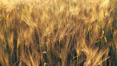 Sarı buğday kulakları üzerinde alçak uçuş