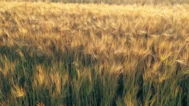 Campo de trigo da manhã ao amanhecer. — Vídeo de Stock