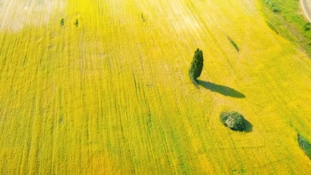 Campo amarelo de canola florido com árvore verde no meio do campo - tiro órbita aérea — Vídeo de Stock