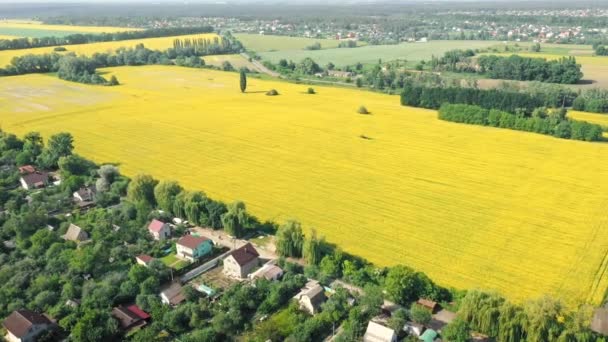 Harvest of yellow ripe rape on the Ukrainian field - an alternative source of fuel. — Stock Video