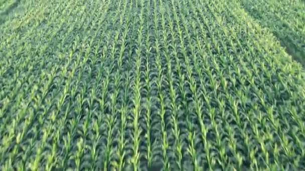 Растениеводство Плавные ряды зеленых побегов кукурузы летом на рассвете — стоковое видео