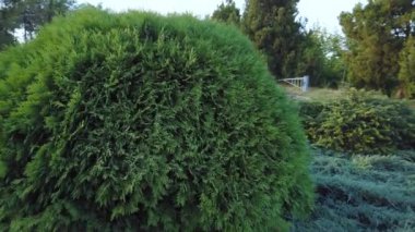 Manzara Toperi - Yazın gün batımında bir peyzaj parkında yeşil ardıç çalısı