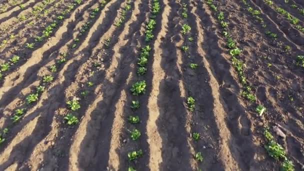 Burgonya hajtások sorai a mezőn - burgonya termesztése az ágyon — Stock videók