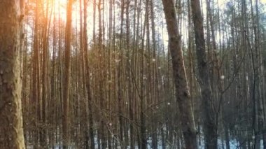 Kış ormanındaki çam ağaçlarının arasında muhteşem hafif kar yağışı.