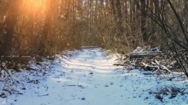 Kış ormanındaki çam ağaçlarının arasında muhteşem hafif kar yağışı.