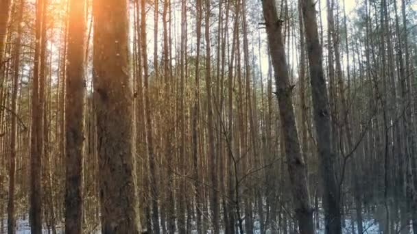 Долли выбрасывает снежинки между стволами деревьев в зимнем морозном лесу днем. — стоковое видео