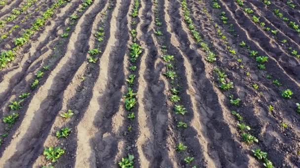 Řady zelených bramborových výhonků na poli - pěstování brambor na farmě — Stock video