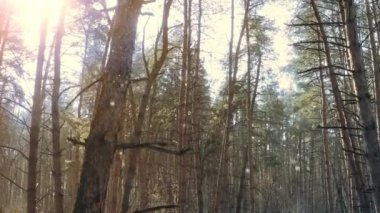 Çam ormanında kar taneleriyle dondurucu soğuk bir sabah - yavaş çekim.