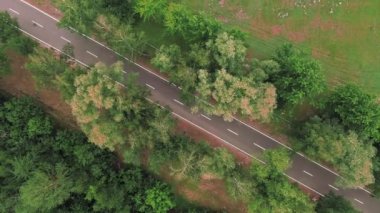 Yeşil ağaçların arasında bir bisiklet yolu. Beyaz işaretli asfalt parçası.