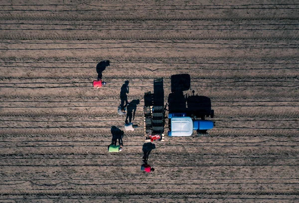 Colheita de espargos no campo - um grupo de pessoas colhendo manualmente espargos perto de um trator — Fotografia de Stock