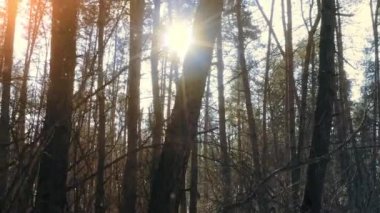 Çam ormanındaki bir ağacın arkasından ışıl ışıl parlıyor.