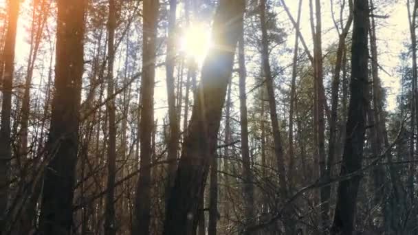 Bagliore soleggiato da dietro un albero in una foresta invernale di pino — Video Stock