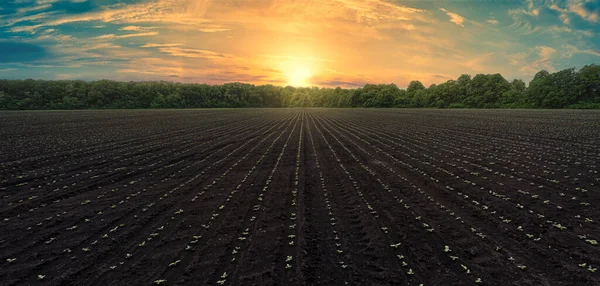 Campo Plowed com Tiros de Girassol ao pôr do sol: Fundo Panorâmico para o Agronegócio — Fotografia de Stock