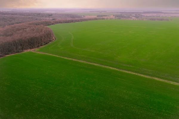 Campo verde del agro-productor agrícola en primavera - vista aérea — Foto de Stock