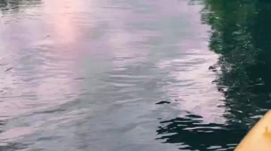 Yazın şafak vakti rafting yaparken nehirde kürek çeken sakin bir manzara.