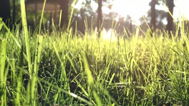 Grass στο πράσινο γρασίδι γκρο πλαν σε μια ηλιόλουστη μέρα - χαμηλή γωνία — Αρχείο Βίντεο