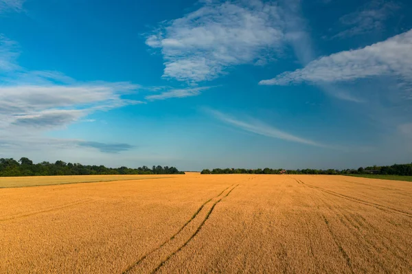 Campo con trigo amarillo maduración magnífica contra el cielo azul con una granja cerca del bosque — Foto de Stock