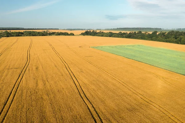 Campo de maduración de trigo amarillo con una plantación de avena verde. Producción y cultivo de cereales. — Foto de Stock