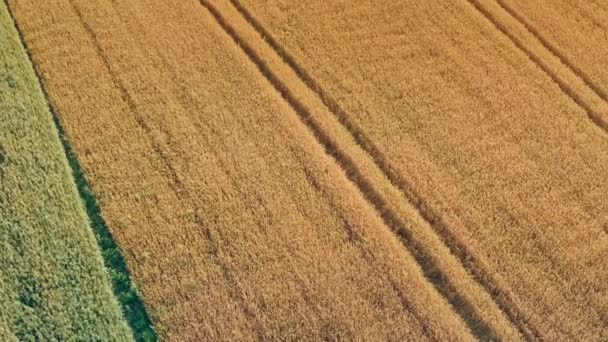 Campo de trigo con trazas de ruedas tractoras en la frontera con el campo de avena - tiro aéreo. — Vídeos de Stock