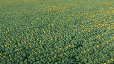 Sarı ayçiçekli tarlanın hava manzarası: yeşil yapraklı sarı ayçiçeklerinin çiçek açması