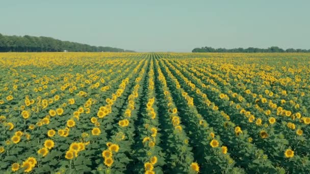 꽃피는 해바라기밭을 비행하는 드론 — 비디오