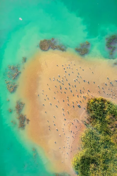 Gaviotas en isla arenosa tropical rodeada de agua azul - vista superior — Foto de Stock