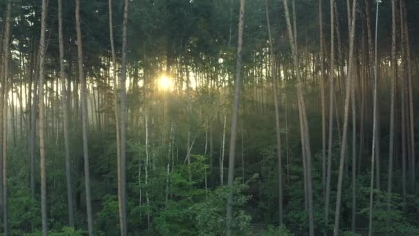 Sonnenstrahlen tauchen zwischen grünen Kiefernzweigen und Baumstämmen auf. — Stockvideo