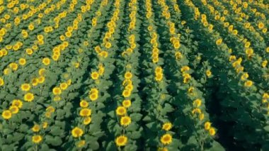 İnsansız hava aracı çiçek açan ayçiçeklerinin üzerinden hızla uçuyor.