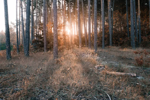 Φθινόπωρο πευκοδάσος την αυγή — Φωτογραφία Αρχείου