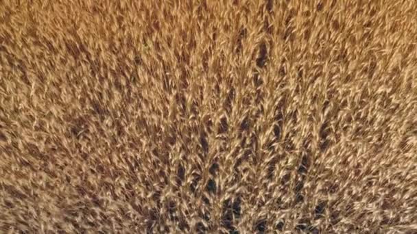 Volando sobre espigas de trigo maduro — Vídeo de stock