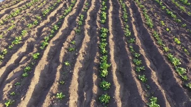 Krumplilevelek sorai a kertben. Burgonya hajtások a mezőn. — Stock videók