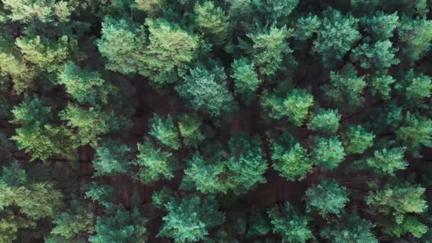 Drone flight over a pine forest, top view shot. — Stock Video