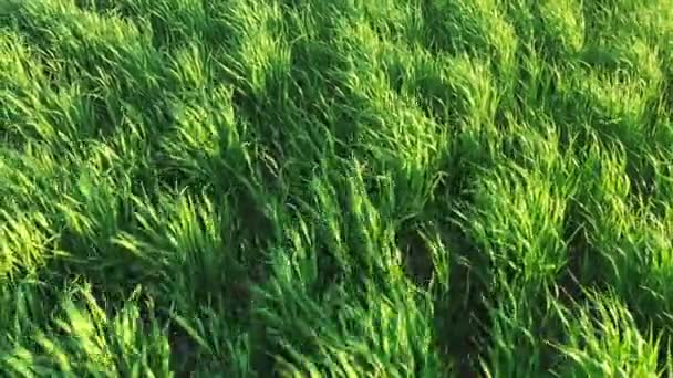 Groene gerstspruiten zwaaien in de wind — Stockvideo