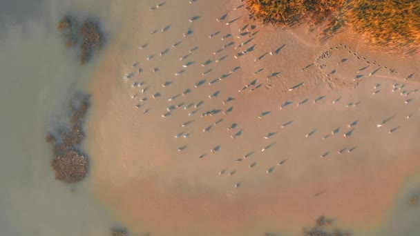 Sığ sularda yüzen martılarla dolu kumlu ada — Stok video