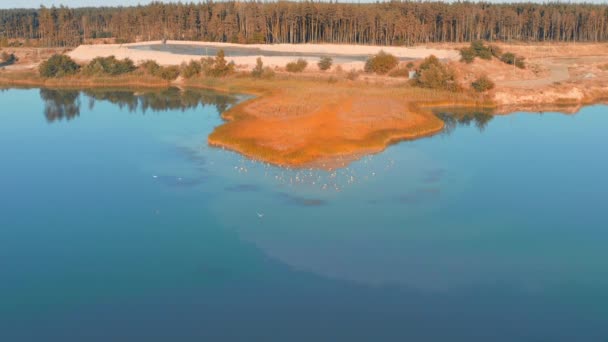 Måsar gå längs sandstranden nära den gula halvön på den blå sjön. — Stockvideo