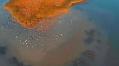 Yüzen martılarla ıssız bir ada ve sığ sularda balık.