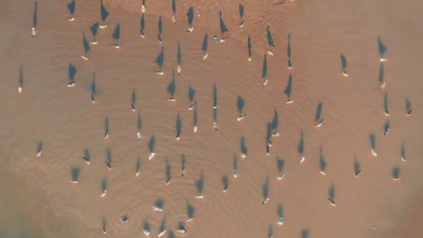 Migration of gulls: birds walk in sandy shallow water — Stock Video