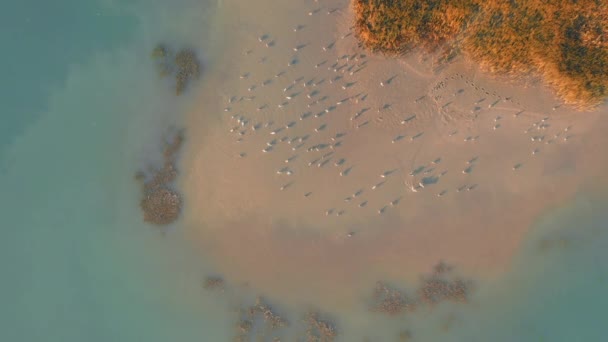 Písečný ostrov s racky, kteří plavou a rybaří v mělké vodě — Stock video