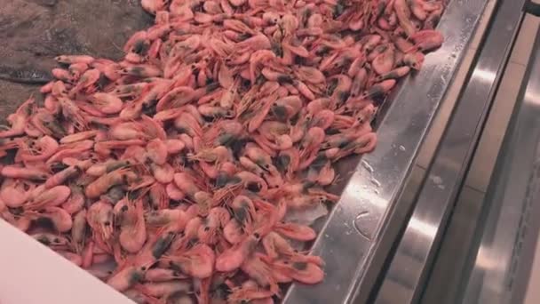 Gekookte roze zeegarnalen, garnalen op de toonbank — Stockvideo