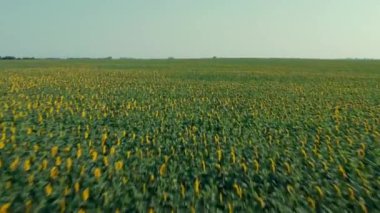 FPV insansız hava aracı ay çiçekleri üzerinde ufka doğru uçuyor.